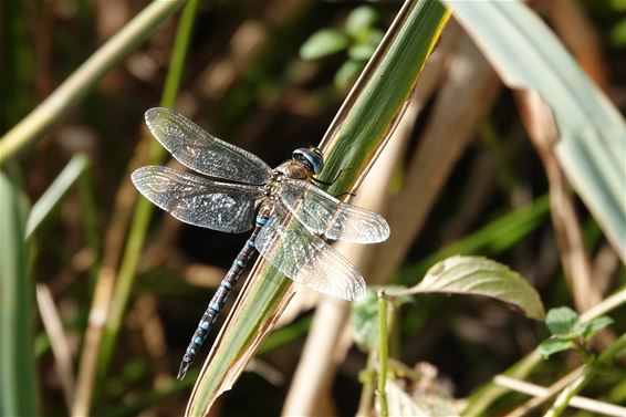 Juweeltjes van de natuur in het Hageven - Pelt