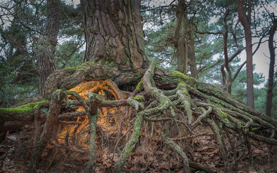 Kabouters in het park – mythe of waarheid? - Pelt