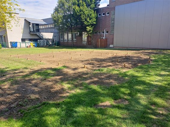 Kampioenschap Kubb of hoefijzerwerpen in Pelt? - Pelt