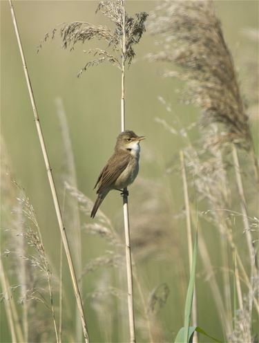 Karakiet in het riet - Beringen & Leopoldsburg