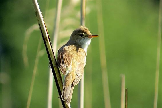 Karekiet, kiet, kiet, in het riet, riet, riet... - Neerpelt