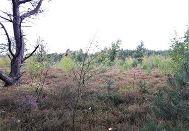 Kattenbos, landschappen en steentijd - Lommel