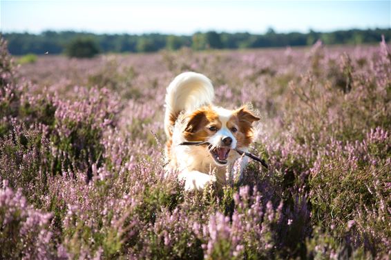 Kattenbosserheide in de bloei - Lommel