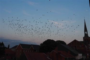 Kauwendans boven Beringen - Beringen