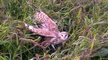 Kerkuil gered tijdens wandeltocht - Beringen