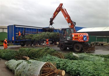 Kerstbomen voor Beringen - Beringen