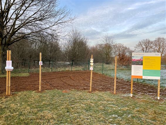 Kerstboom op troostplekje gestolen - Beringen