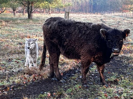Kerstmirakel op het Hageven - Pelt