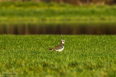 Kievit in het groen - Beringen