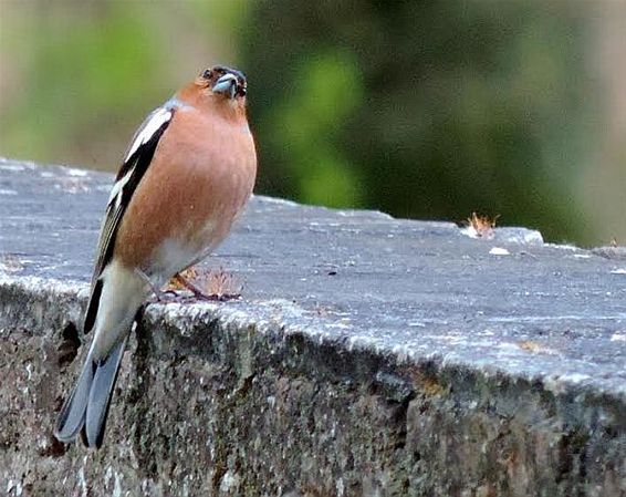 Kijk een vink in de ogen - Neerpelt