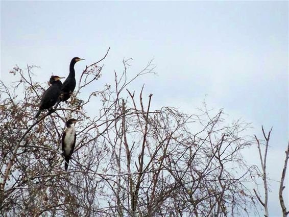 Kijk eens naar dat vogeltje - Neerpelt