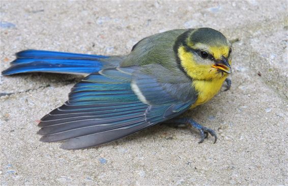 Kijk eens naar het vogeltje - Lommel