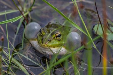 Kikkers aan de Watersnip - Beringen