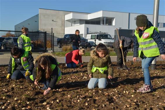 Kinderen De Berk planten 30.000 bloembollen - Beringen