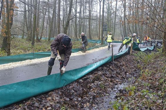 Klaar voor de paddentrek - Peer & Oudsbergen