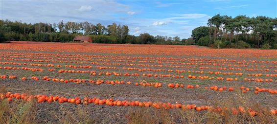 Klaar voor Halloween! - Hamont-Achel