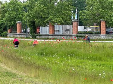 Klaprozen fotograferen - Beringen