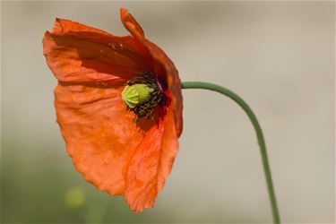 Klaprozen in bloei - Beringen