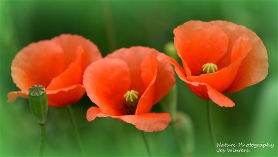 Klaprozen kleuren de Bollissenbeekvallei - Hechtel-Eksel