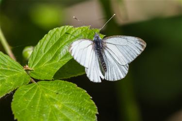 Klein geaderd witje - Beringen