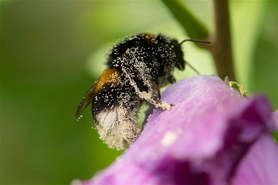 Kleine beestjes, groot verschil - Pelt