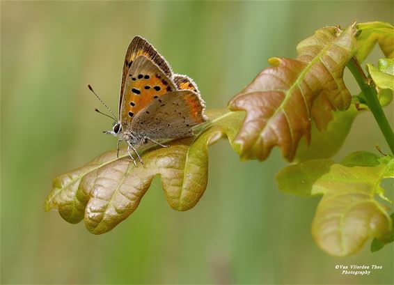 Kleine vuurvlinder: felle flits boven het gras - Hamont-Achel