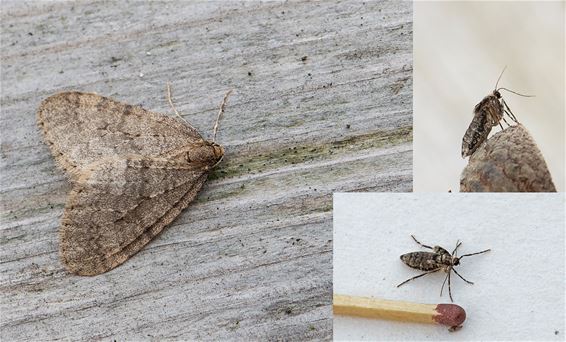 Kleine wintervlinder in Pelt gespot - Pelt