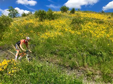 Kleurenpracht op terril - Beringen