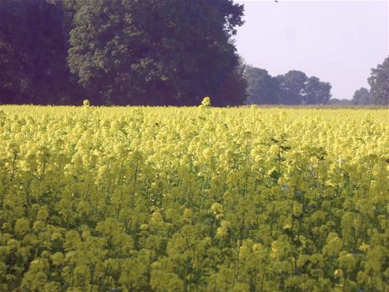 Kleurig mosterdzaad - Hamont-Achel