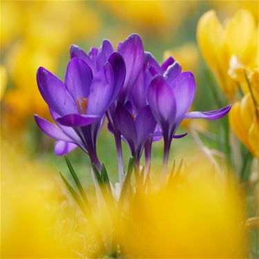 Kleurrijke lente - Leopoldsburg