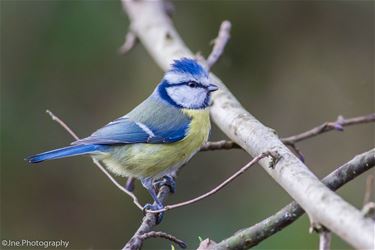 Kleurrijke pimpelmees - Beringen