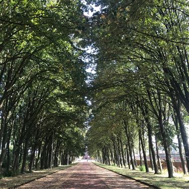 Klimaatbomen als afkoeling tegen de hitte - Beringen