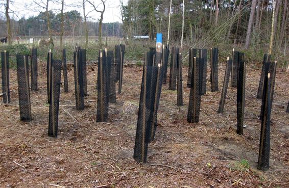 'Kloemptechniek' voor boomplanting - Hamont-Achel