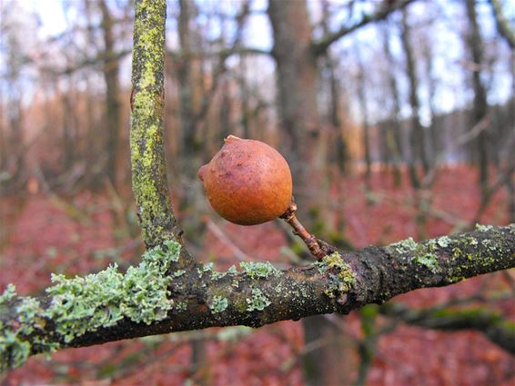 Knikkergal op eik - Hechtel-Eksel