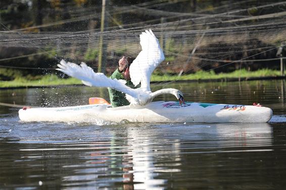 Knobbelzwaan uit net gered - Pelt