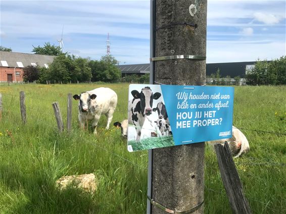 Koeien houden niet van afval - Beringen