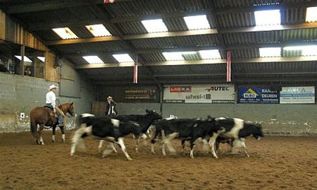 Koeiendrijven in de manège - Hamont-Achel