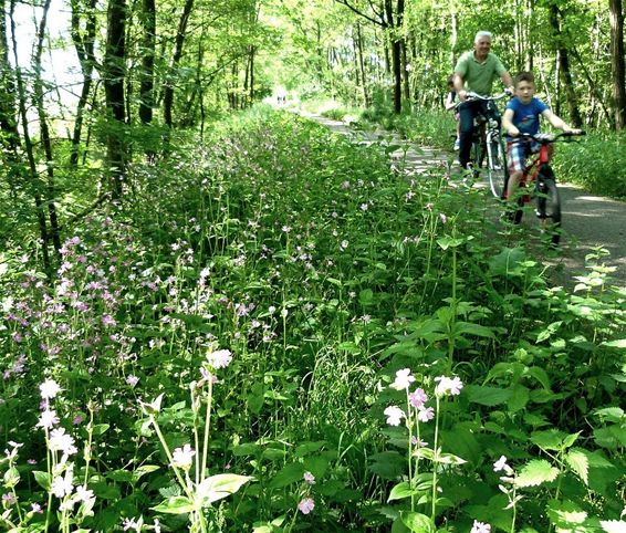 Koekruid langs de Teutenroute - Peer