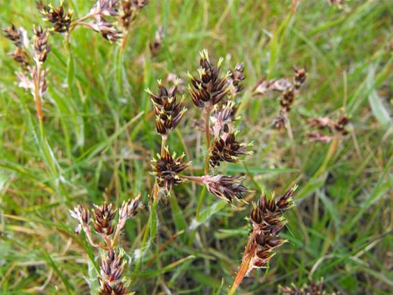 'Koffiedras met mierenbrood' - Hechtel-Eksel