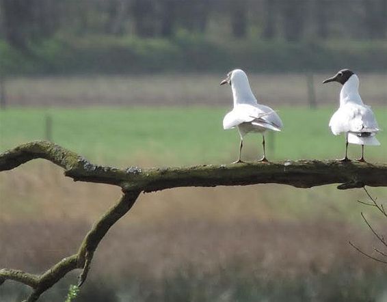 Kokmeeuwen aan het Zwarte Water - Hechtel-Eksel