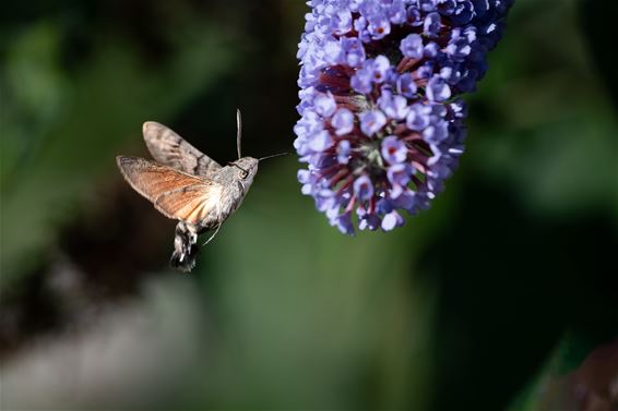 Hamont-Achel - Kolibrievlinder blijft een fotografische uitdaging