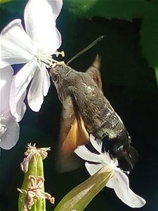 Kolibrievlinder gespot - Lommel