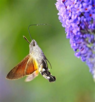 Kolibrievlinder - Beringen & Leopoldsburg