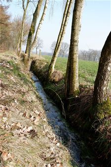 Kolisbos wordt weer natter - Bocholt & Pelt