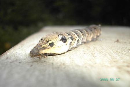 Kom dat 's avonds tegen - Hamont-Achel