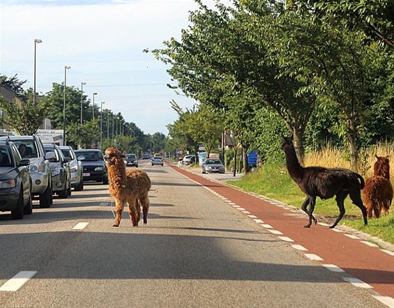 Kom dat tegen... - Lommel