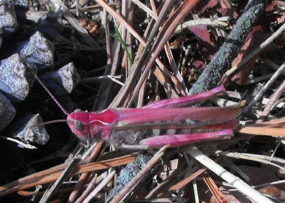 Kom dat zien: een roze sprinkhaan - Hechtel-Eksel