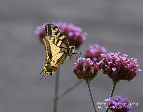 Koninginnenpage in de tuin - Hechtel-Eksel