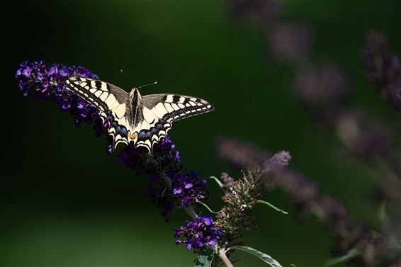 Koninginnenpages zorgen voor kleurrijk schouwspel - Hamont-Achel