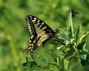 Koninginnepage gespot - Beringen